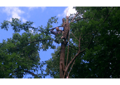 tree contractors cutting a tree branch