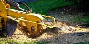 stump grinding